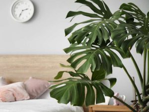 Những lưu ý khi để cây trong phòng ngủ