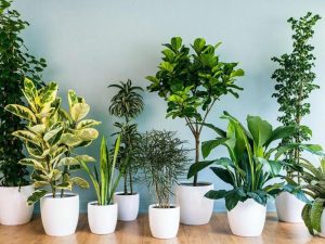 cây để trong phòng làm việc