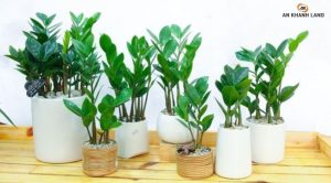 Cây kim tiền hợp mệnh nào?