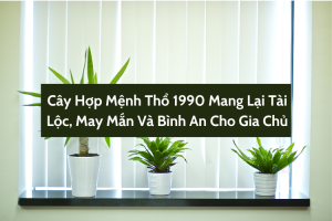 Cây Hợp Mệnh Thổ 1990 Mang Lại Tài Lộc, May Mắn Và Bình An Cho Gia Chủ 7 Cây hợp mệnh Thổ 1990 mang lại tài lộc, may mắn và bình an cho gia chủ