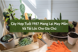 Cây Hợp Tuổi 1987 Mang Lại May Mắn Và Tài Lộc Cho Gia Chủ 6 Cây Hợp Tuổi 1987 Mang Lại May Mắn Và Tài Lộc Cho Gia Chủ