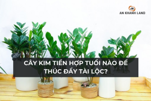 Cây Kim Tiền Hợp Tuổi Nào Để Thúc Đẩy Tài Lộc? 3 Cây Kim Tiền Hợp Tuổi Nào Để Thúc Đẩy Tài Lộc?
